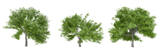 tree conllection PNG transparent background, 3d illustration rendering 