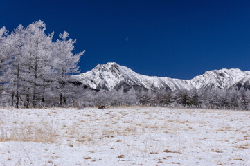 霧氷に覆われた野辺山高原のカラマツと白銀の八ヶ岳