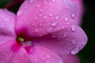 Impatiens walleriana, also known as busy Lizzie balsam, sultana, or simply impatiens. Beautiful pink flower with drops of rain