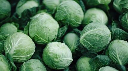 Fototapeta premium Fresh and unprocessed cabbage