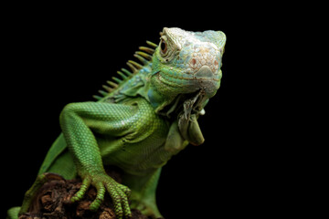 Green iguana on a branch isolated on black background