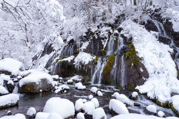 降雪翌朝の雪化粧した吐竜の滝