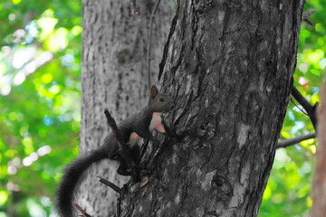 木を登るエゾリス