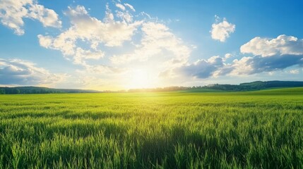 Fototapeta premium Lush meadow, sapphire sky