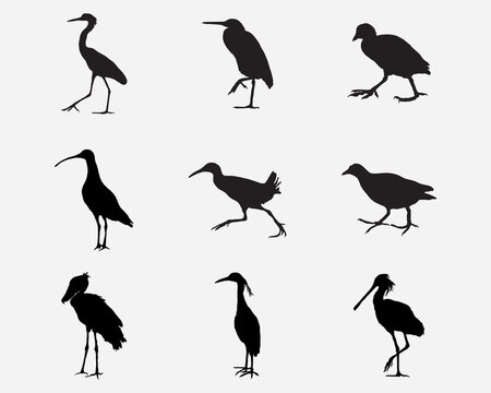 set of swamp bird heron,shoebill,strok vector silhouette .marsh bird shadow illustration isolated on background