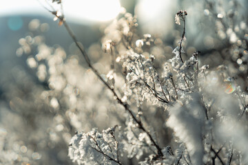 Winter Branches Covered in Frost