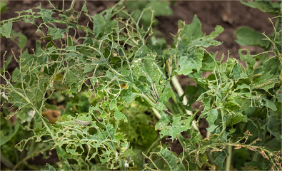 Cabbages full of holes eaten by caterpillars which are still on the plant
