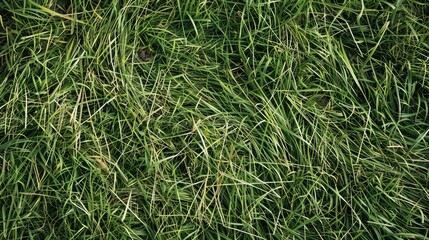 Obraz premium Grass texture background of hay