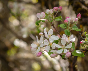 Apple tree blossom with green leaves.