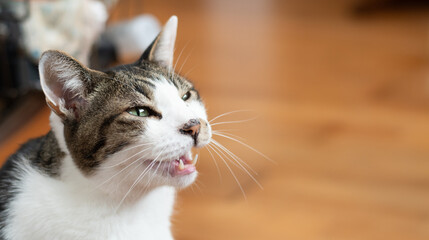 飼い主に向かって鳴く可愛い猫　キジトラ白