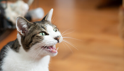 飼い主に向かって鳴く可愛い猫　キジトラ白