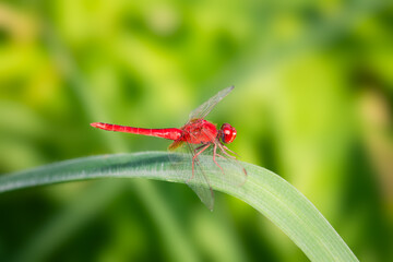 The beautiful orange little dragonfly inhabits the leaves