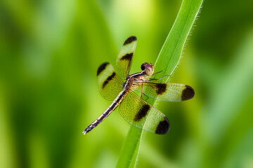 The beautiful orange little dragonfly inhabits the leaves