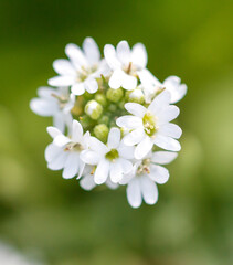 Small white flowers in nature. Close-up