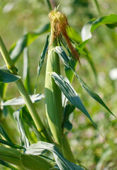 Corn grows in the garden