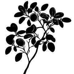 vector silhouette of a Desert Lime