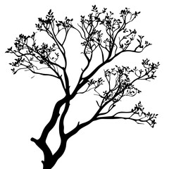 vector silhouette of a Manzanita