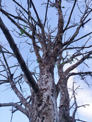 Dead tree trunk and branches against a clear blue sky
