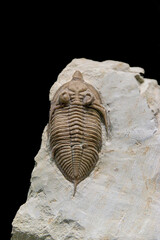 Fossil of Extinct Trilobite in Museum Exhibit