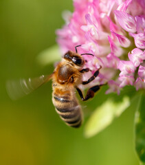 Bee on a pink clover flower. Macro