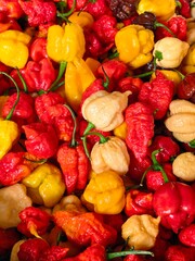hot chilli peppers mix