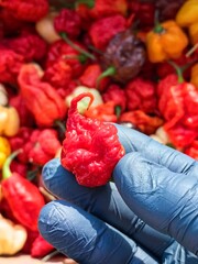 carolina reaper hot chillii peppers