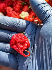 carolina reaper hot chillii peppers