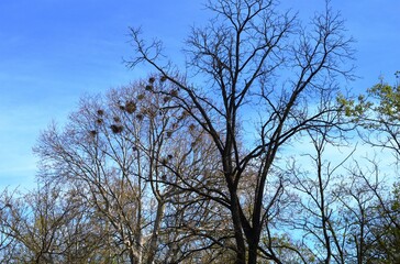 a big tree full of bird nests