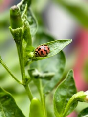 ladybird on a leaf