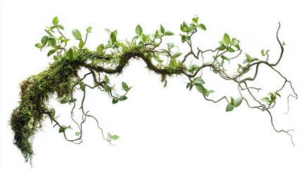 Twisted wild liana messy jungle vines plant with moss, lichen and wild climbing orchid leaves isolated on white background isolated on white background,. Created using Generative AI Technology
