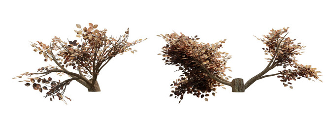 autum tree with trunk stump cut, 3d illustration rendering 