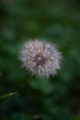 White dandelion macro close up 