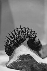 Fossil of Extinct Trilobite in Museum Exhibit