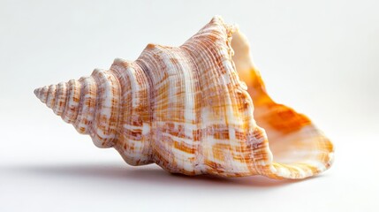 Obraz premium seashell on white
