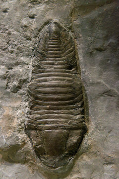 Fossil of Extinct Trilobite in Museum Exhibit