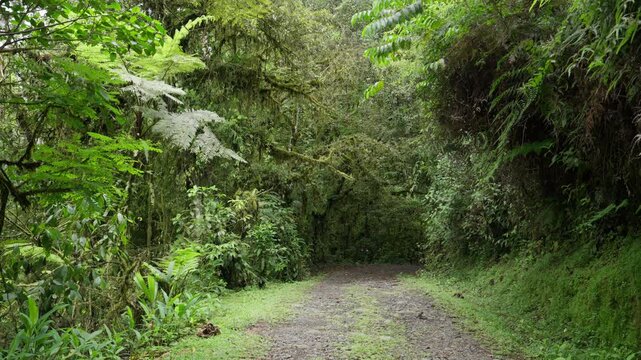Camino de piedras rodeado de mucha vegetaci&oacute;n tropical y musgo en el monta&ntilde;a en un dia de invierno