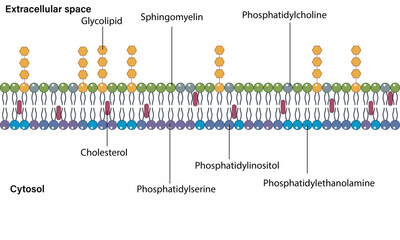 Illustration of Lipid Composition in Biological Membranes: A Detailed Diagram Showcasing Various Lipid Types and Their Roles in Membrane Structure and Function