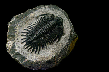 Fossil of Extinct Trilobite in Museum Exhibit