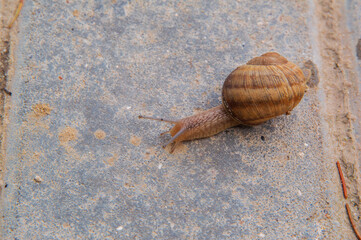 close-up: snail crawling to the left on paving slabs