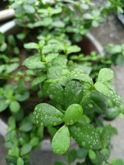 rainwater drops jade plant 