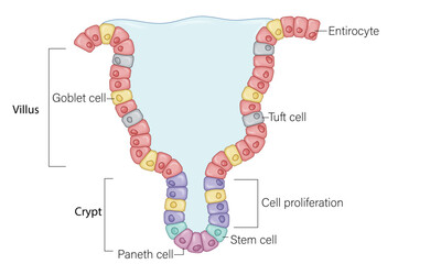 Labeled Science Vector Illustration of Intestinal Crypt Structure, Including Stem Cells, Paneth Cells, and Enterocytes, Depicting the Cellular Anatomy and Function in Digestive System for Educational 
