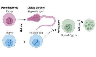 The Formation of Haploid Sperm and Egg Cells: A Crucial Step in Meiosis