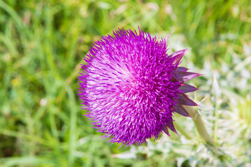 close-up: big round red-purple wild flower of milk thistle