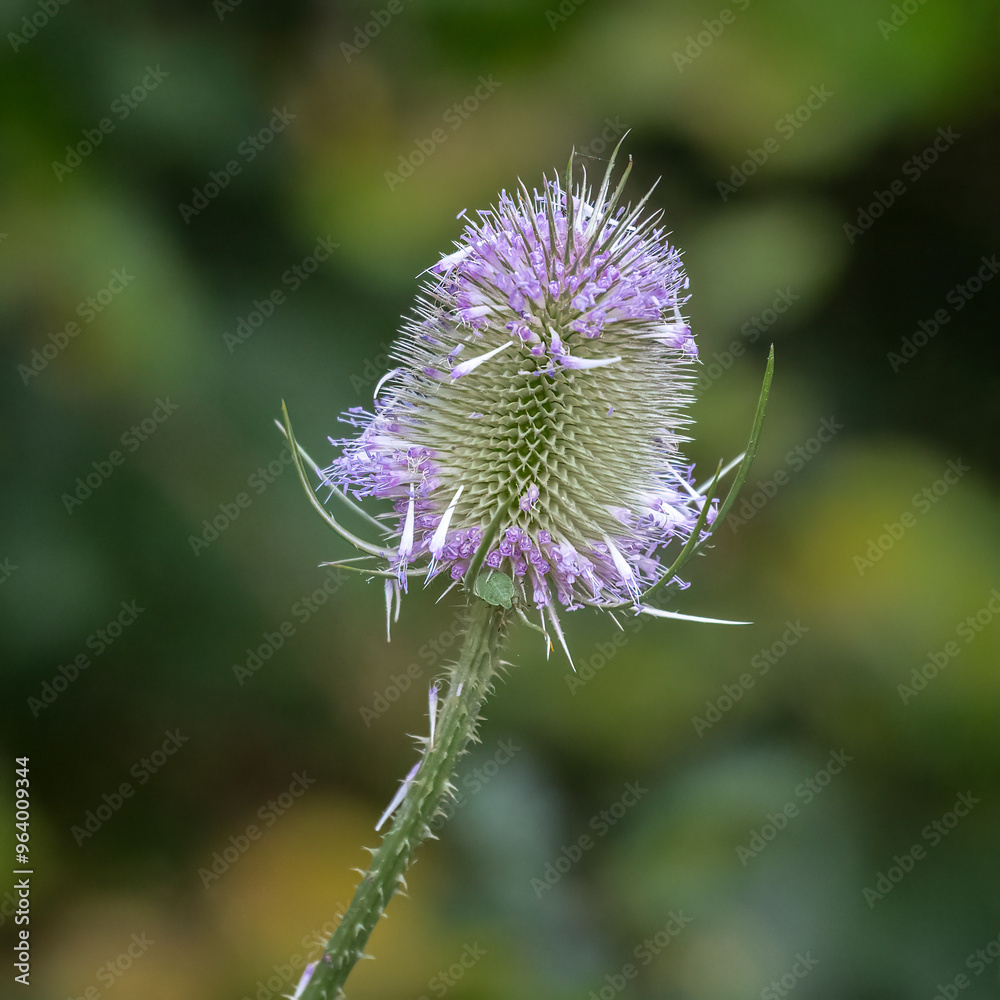 Poster a close up of the head of a teasel which is losing the flowers. the natural out of focus background 