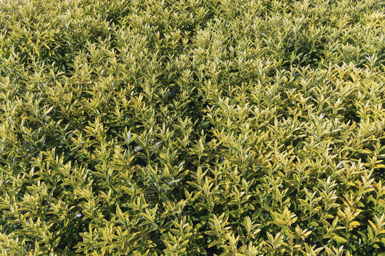 Euonymus japonicus Microphyllus Albovariegatus seedlings for sale