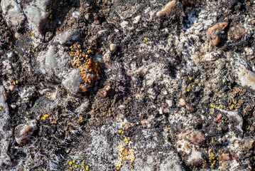 Detailed Close-up of Rocky Soil Showcasing Vibrant Lichens Growing on the Surface of Rocks