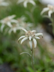 うっすらと白い綿毛をかぶるウスユキソウ