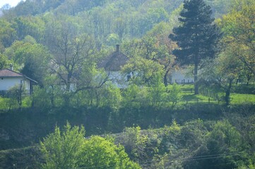 Obraz premium white farmhouses among the trees