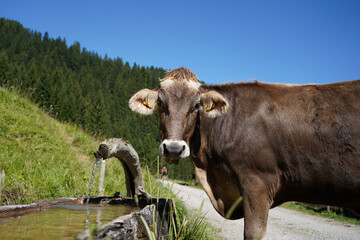 cow standing ona hiking path at bregenzerwald, vorarlberg, looking into the camera 