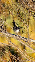 Currucs cabecinegra